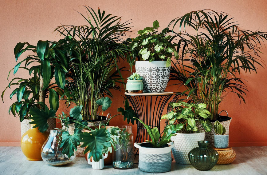The Ideal Shapes of Containers for Plants